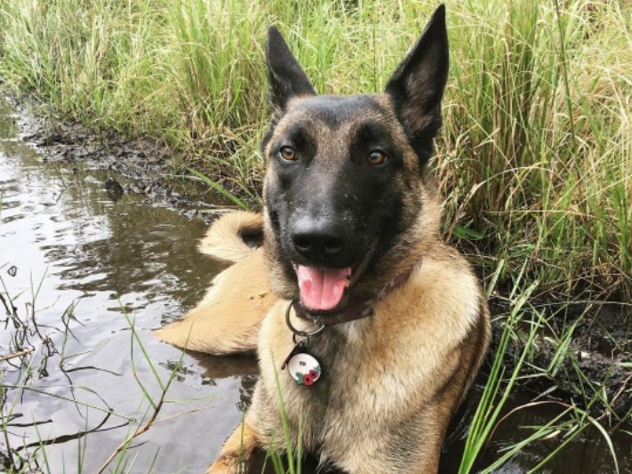 Eva relaxes in a puddle in 2020. Eva relaxes in a puddle in 2020. (Erin Wilson)