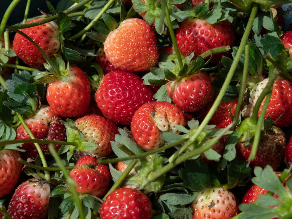Newly harvested strawberries on October 7, 2020. (YURI CORTEZ/AFP via Getty Images)