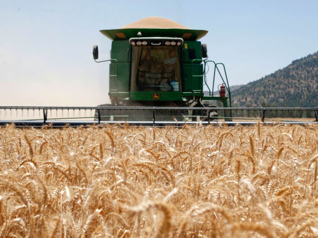 A Combine harvesting machine reaps wheat in a field of the Hula valley near the town of Kiryat Shmona in the north of Israel on May 22, 2022. Wheat prices have soared in recent months, driven by the war in Ukraine and a crippling heat wave in India. A Combine harvesting machine reaps wheat in a field of the Hula valley near the town of Kiryat Shmona in the north of Israel on May 22, 2022. Wheat prices have soared in recent months, driven by the war in Ukraine and a crippling heat wave in India. (Jalaa Marey/AFP via Getty Images)