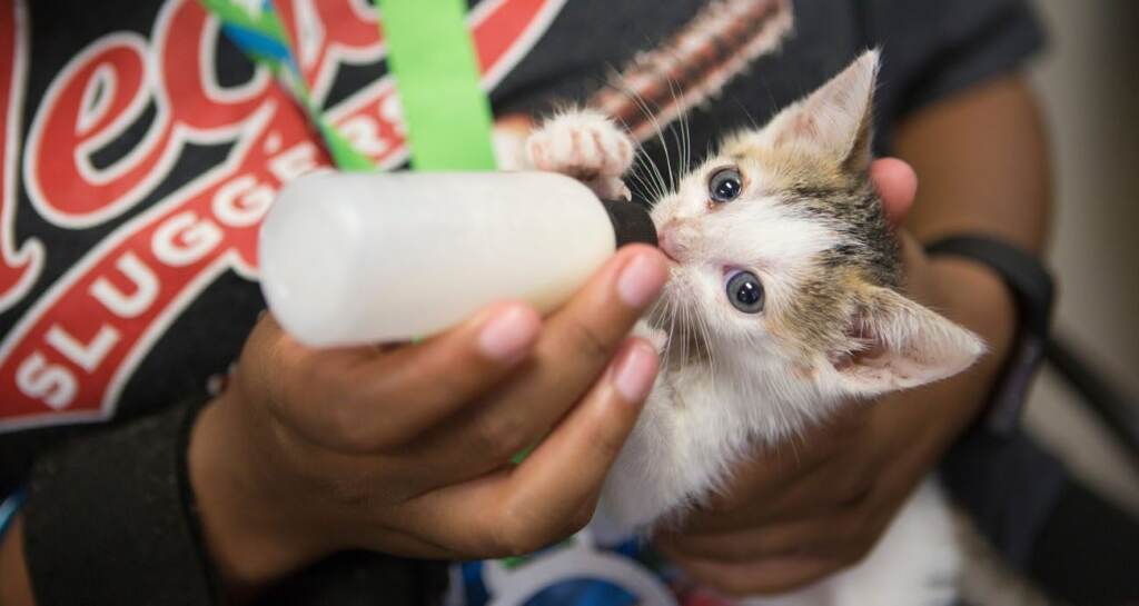 newborn-kitten-bottle-baby-cat-PAWS-052222 An up-close view of a newborn kitten being hand fed a bottle.