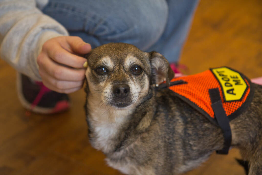 2022 06 02 k paynter FGF PAWS (7 of 7) Sweet Aunt Fern relishes affection and returns the love at PAWS adoption center in Old City, Philadelphia. (Kimberly Paynter/WHYY)