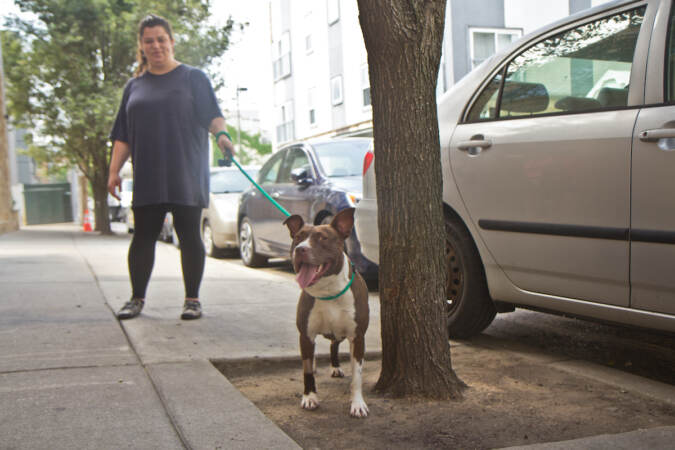 Violet Chirpas, Adoptions and Volunteer Coordinator at Street Tails Rescue, takes Destiny on a short walk around Northern Liberties in Philadelphia. (Kimberly Paynter/WHYY)