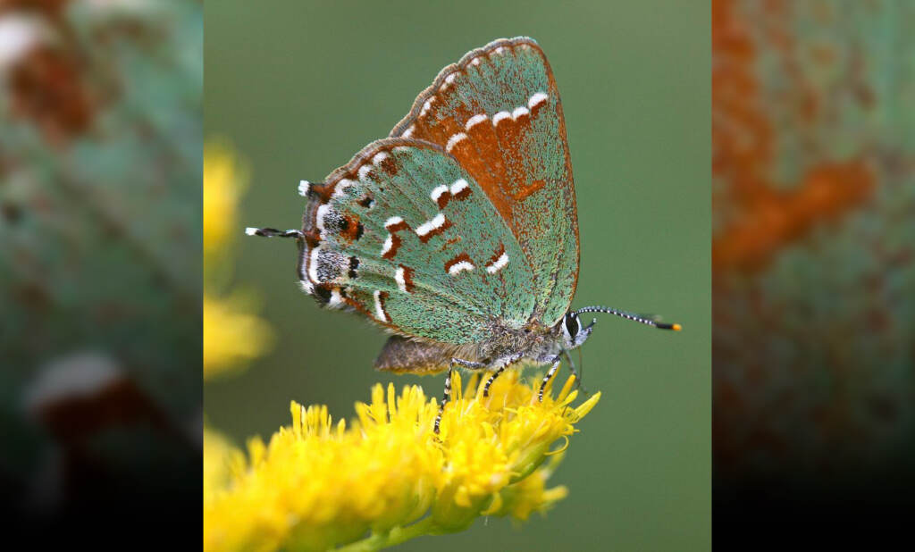 Hessels-Hairstreak-c-Creative-Commons A close-up of a beautiful iridescent green and brown butterfly perched on a yellow flower.