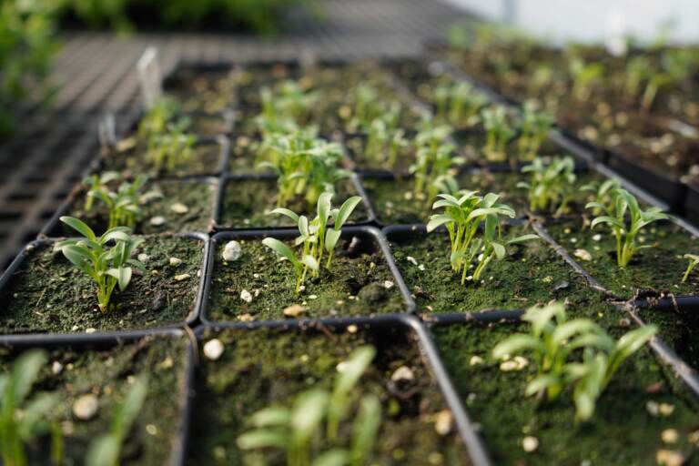 There are many alternatives to store-bought fertilizers to help your home garden. (Kenny Cooper  / WHYY)
