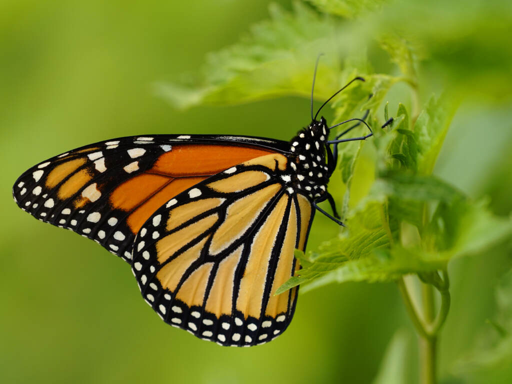 The monarch butterfly species is one of thousands which states have flagged for conservation, but have limited resources to support. The monarch butterfly species is one of thousands which states have flagged for conservation, but have limited resources to support. (Matt Slocum/AP)