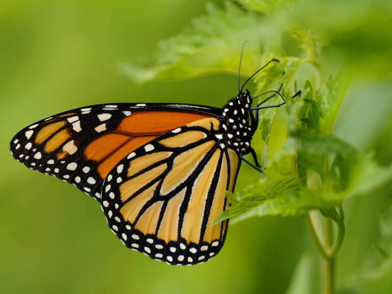 The monarch butterfly species is one of thousands which states have flagged for conservation, but have limited resources to support. (Matt Slocum/AP)