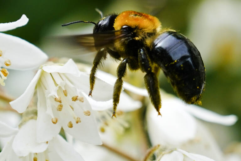 A bee looks for nectar in a blossom