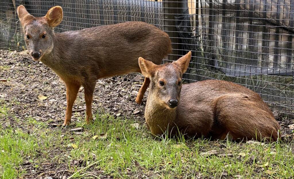 haechan-pudu-brandywine-zoo-dnrec Brandywine Zoo's male southern pudu, Haechan, has died. (Delaware DNREC)