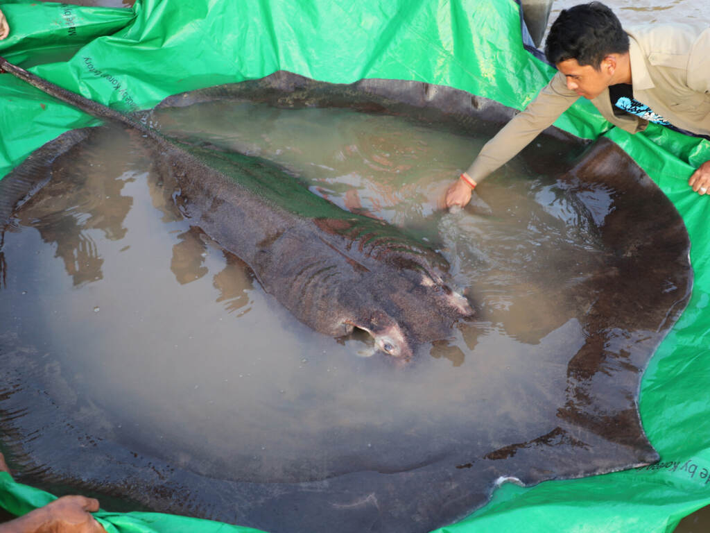 Cambodia Giant Stingray A person touches a giant stingray, the world's largest freshwater fish that was found in Cambodia.