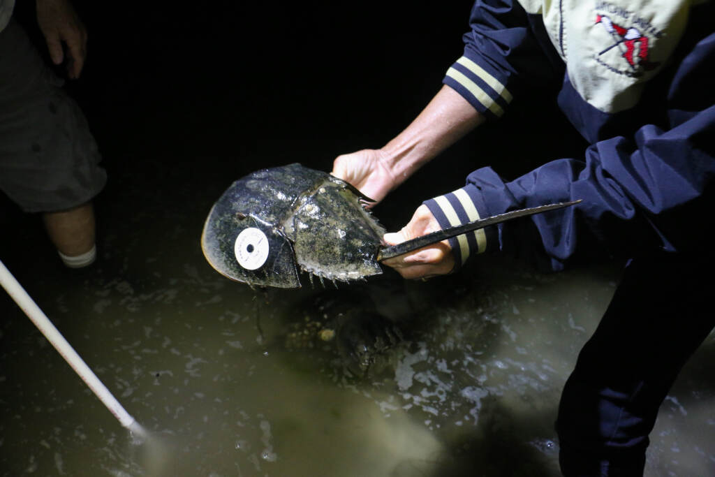 2022 06 14-e lee-karen longo-ocean view delaware james farm ecological preserve-horseshoe crab survey tagged Volunteer Karen Longo holds a tagged horseshoe crab during a population survey at James Farm Eclological Preserve in Ocean View, Del. (Emma Lee/WHYY)