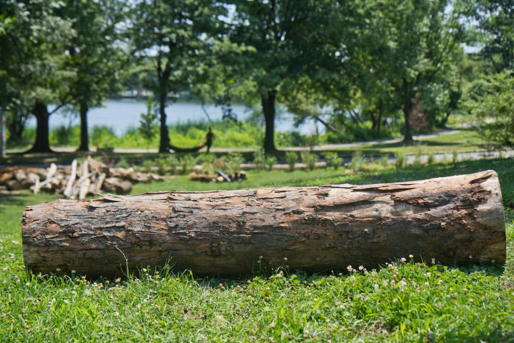 A log that will be used as a suspended balance beam