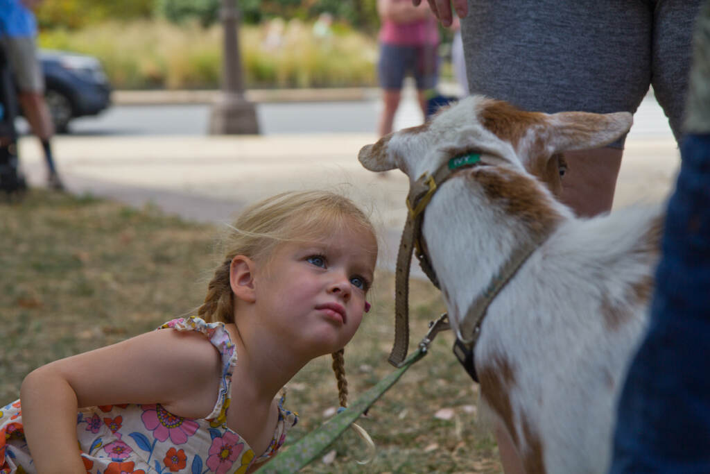 2022 07 27 k paynter philly goat project play shakespeare park (1 of 16) Three-year-old Eloise Nacey is transfixed by Ivy, one of Philly Goat Project’s stars, at Shakespeare Park in Philadelphia on July 27, 2022. (Kimberly Paynter/WHYY)