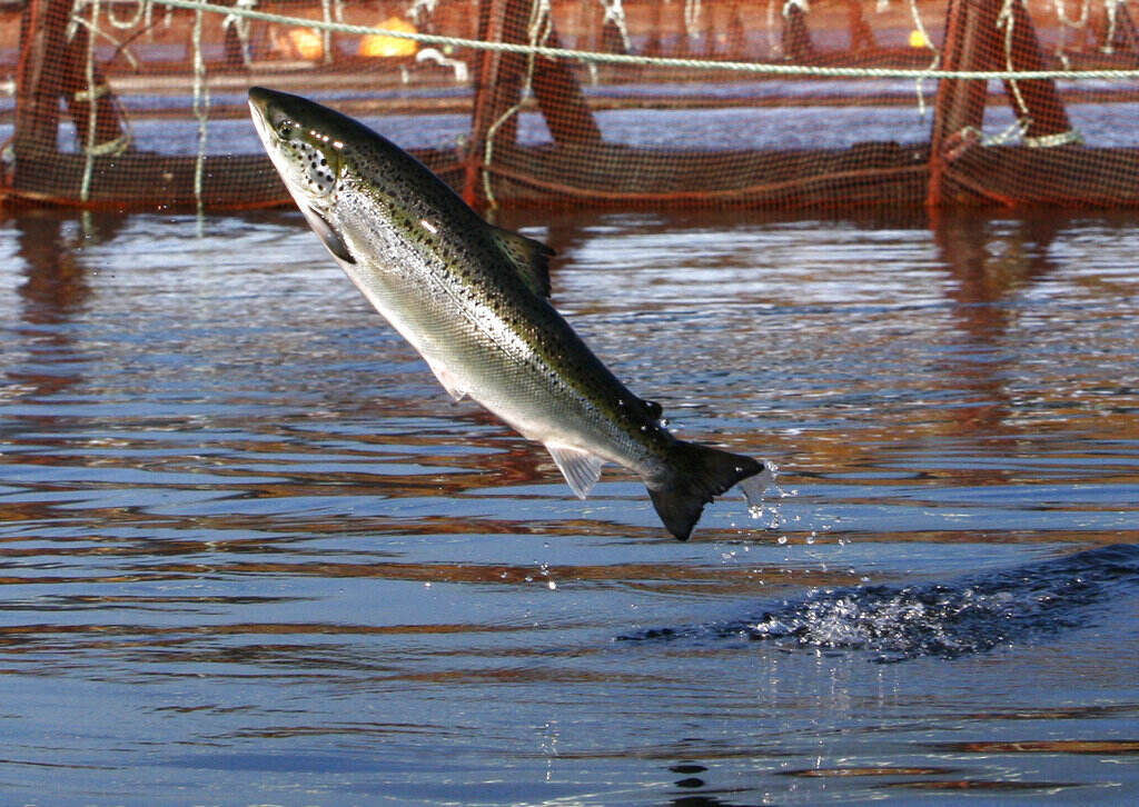Aquaculture Expansion FILE - In this Oct. 11, 2008 file photo, an Atlantic salmon leaps out of the water at a Cooke Aquaculture farm pen near Eastport, Maine. (AP Photo/Robert F. Bukaty, File)