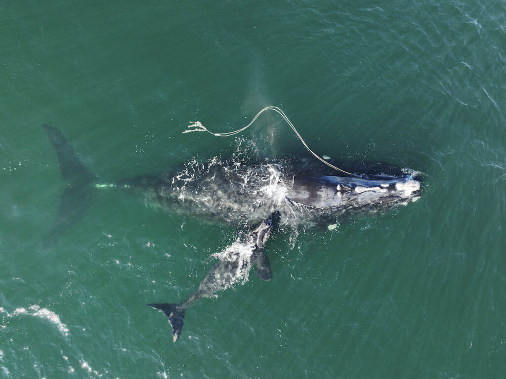 Right-Whale-Protection This Dec. 2, 2021, photo provided by the Georgia Department of Natural Resources shows an endangered North Atlantic right whale entangled in fishing rope being sighted with a newborn calf in waters near Cumberland Island, Ga. (Georgia Department of Natural Resources/NOAA Permit #20556 via AP)