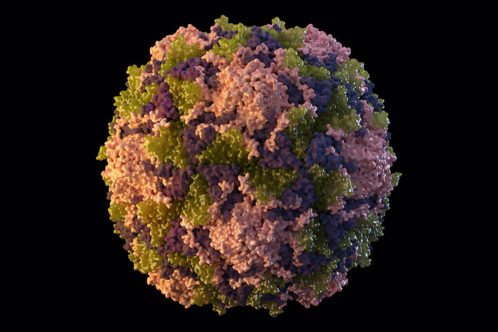 Polio This 2014 illustration made available by the U.S. Centers for Disease Control and Prevention depicts a polio virus particle. On Thursday, July 21, 2022, New York health officials reported a polio case, the first in the U.S. in nearly a decade. (Sarah Poser, Meredith Boyter Newlove/CDC via AP)