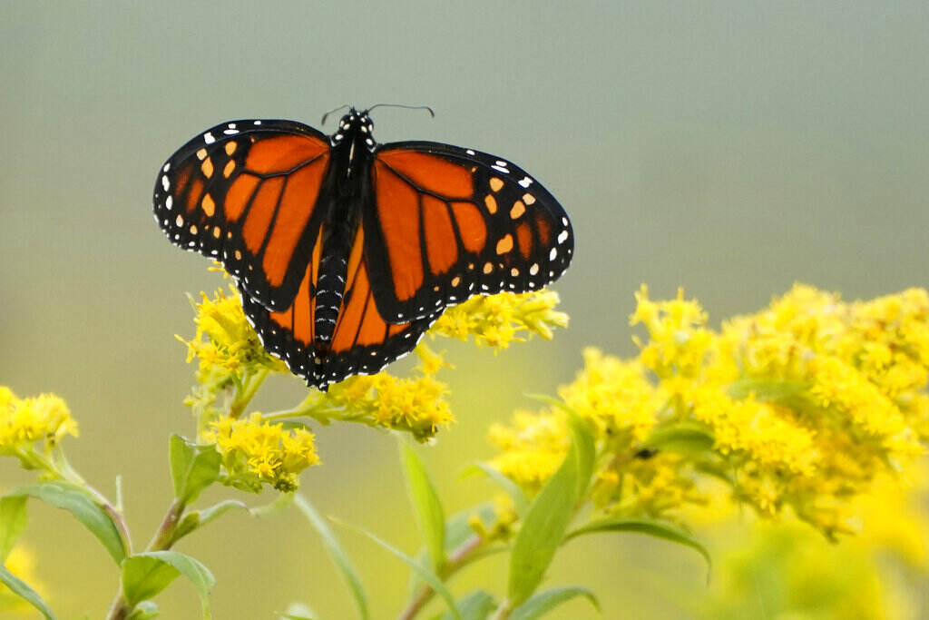 A monarch butterfly perches on a flower.