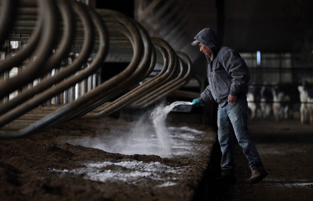 Dairy Farm Employers And Immigrant Workers Fear Deportations A person sprays something from a hose while preparing fresh bedding.
