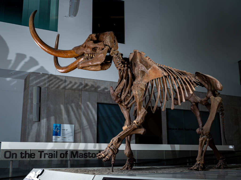 A cast of the Buesching mastodon at the University of Michigan. A cast of the Buesching mastodon at the University of Michigan. (Eric Bronson/Michigan Photography)