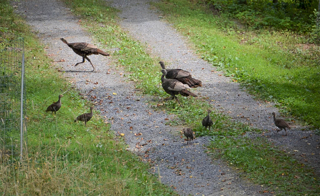 wild-turkeys-wpsu-2022-07-20 In this July 2022 photo, two wild turkey hens chase away another hen from their brood. Walt Bingaman, a retired National Wild Turkey Federation regional director from Pennsylvania, reported the brood flock as part of the Pennsylvania Game Commission's annual wild turkey survey. (Walt Bingaman)