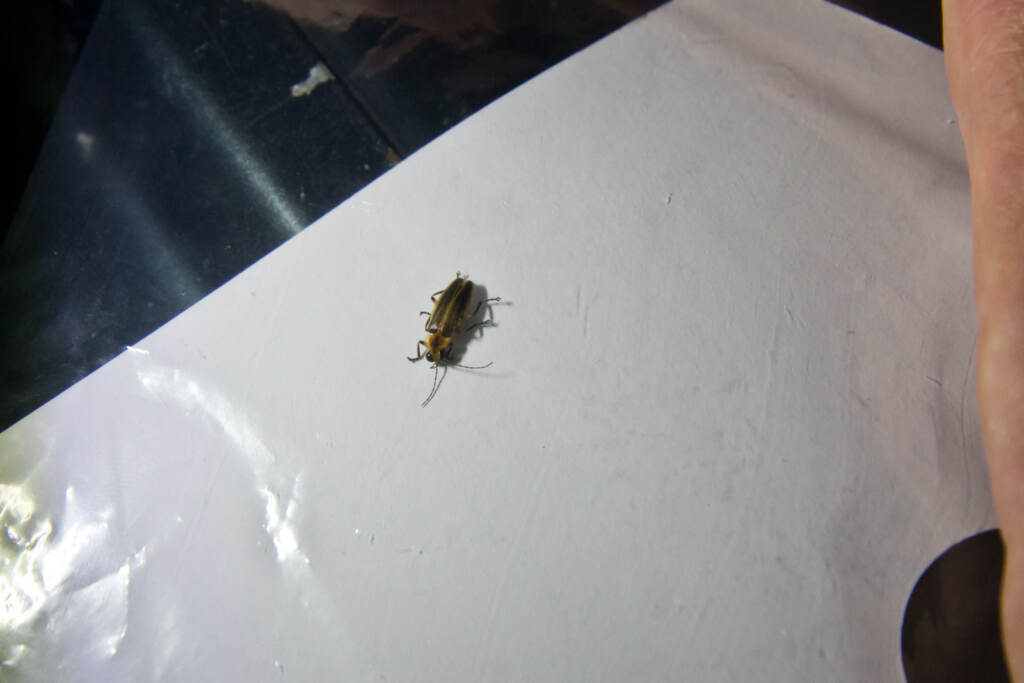Jason Davis captures a firefly he believes to be photuris bethaniensis
