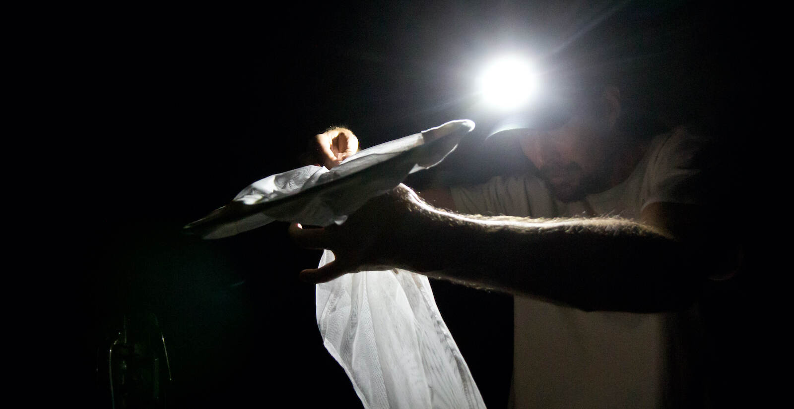 Jason Davis captures a firefly he believes to be photuris bethaniensis