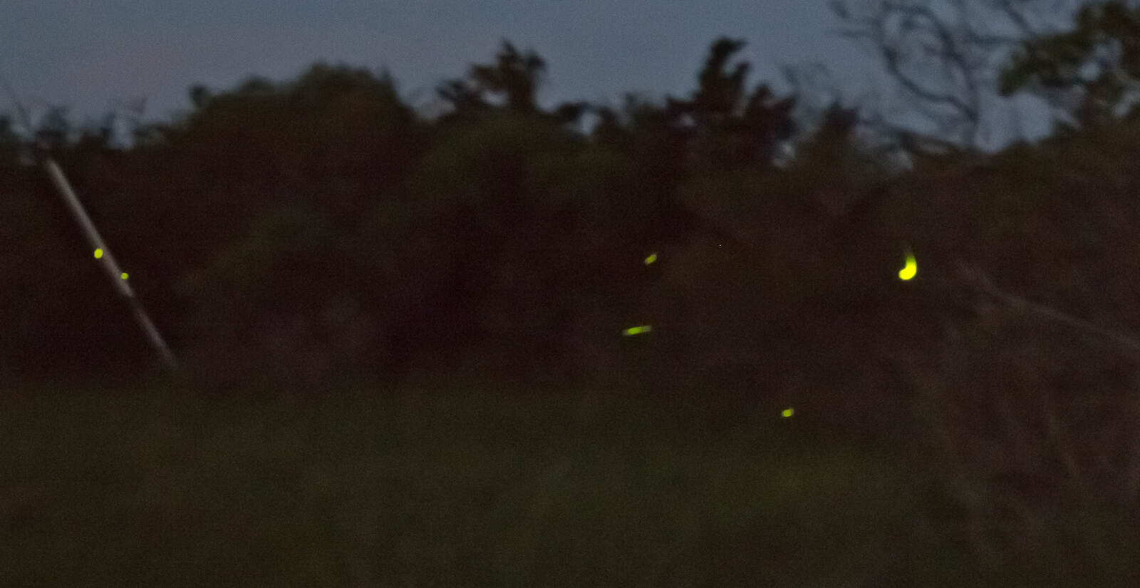The first flashes of fireflies emerge from marshlands along the Rehoboth Bay shortly after sunset.
