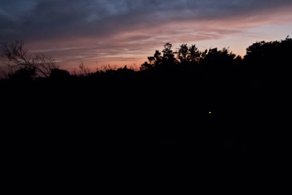 2022 07 25 k paynter bethany firefly (8 of 26) The first flashes of fireflies emerge from marshlands along the Rehoboth Bay shortly after sunset.