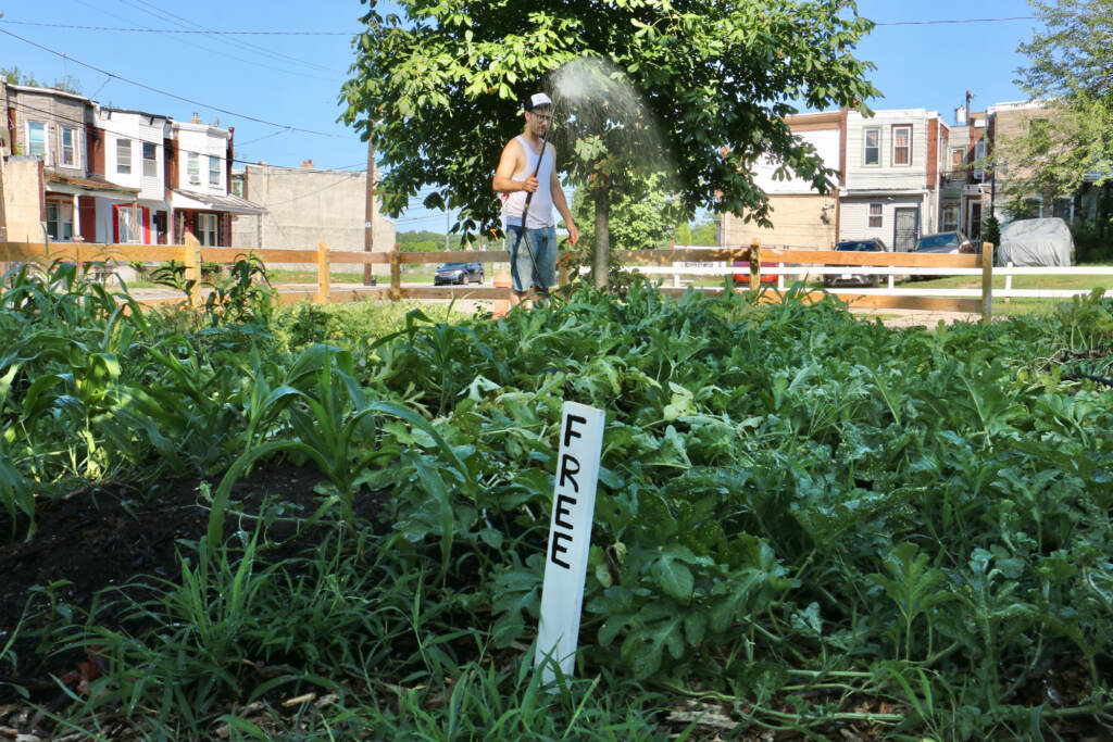 2022 08 10-e lee-benjamin miller-philadelphia southwest-peoples kitchen gardens threatened by sheriffs sale Farm manager Benjamin Miller waters the garden at 61st and Reinhard streets in Southwest Philadelphia. (Emma Lee/WHYY)