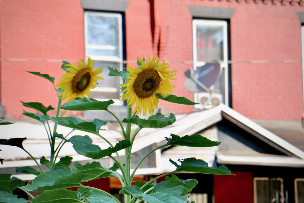 2022 08 10-e lee-philadelphia southwest-peoples kitchen gardens threatened by sheriffs sale sunflowers Sunflowers in a garden