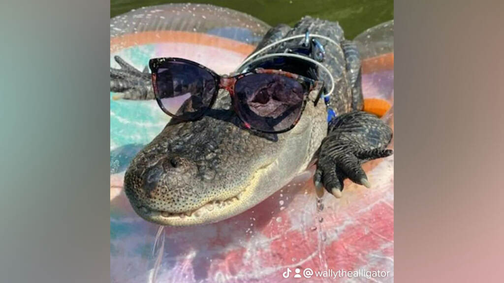 291703530_1029518817956042_3001692209674278815_n (Wallygator/Facebook)