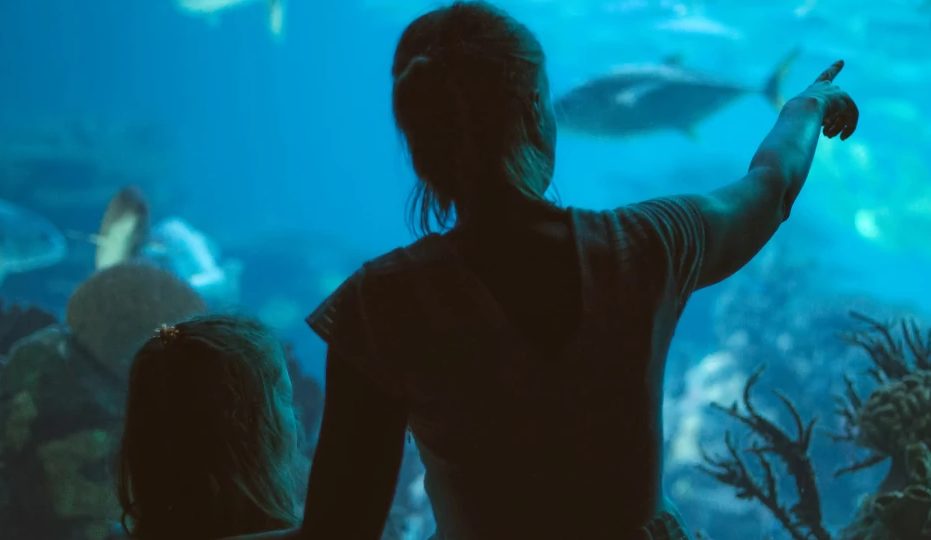 AAQ22_special-events_Fish-Nights_hero F.I.S.H. Night at Camden's Adventure Aquarium. (Adventure Aquarium)