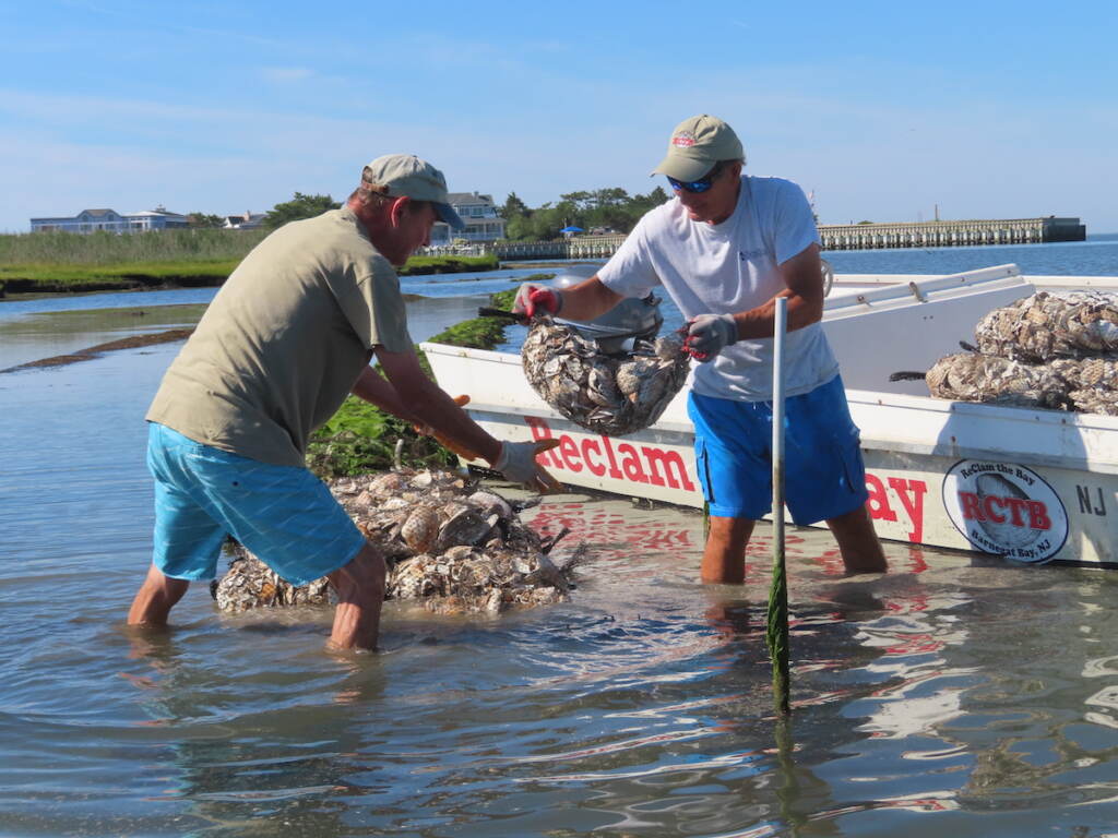 Oysters Shoreline Protection Workers place bags of shells containing baby oysters into the water in Beach Haven, N.J. on Aug. 19, 2022 as part of a project to stabilize the shoreline by establishing oyster colonies to blunt the force of incoming waves. (AP Photo/Wayne Parry)