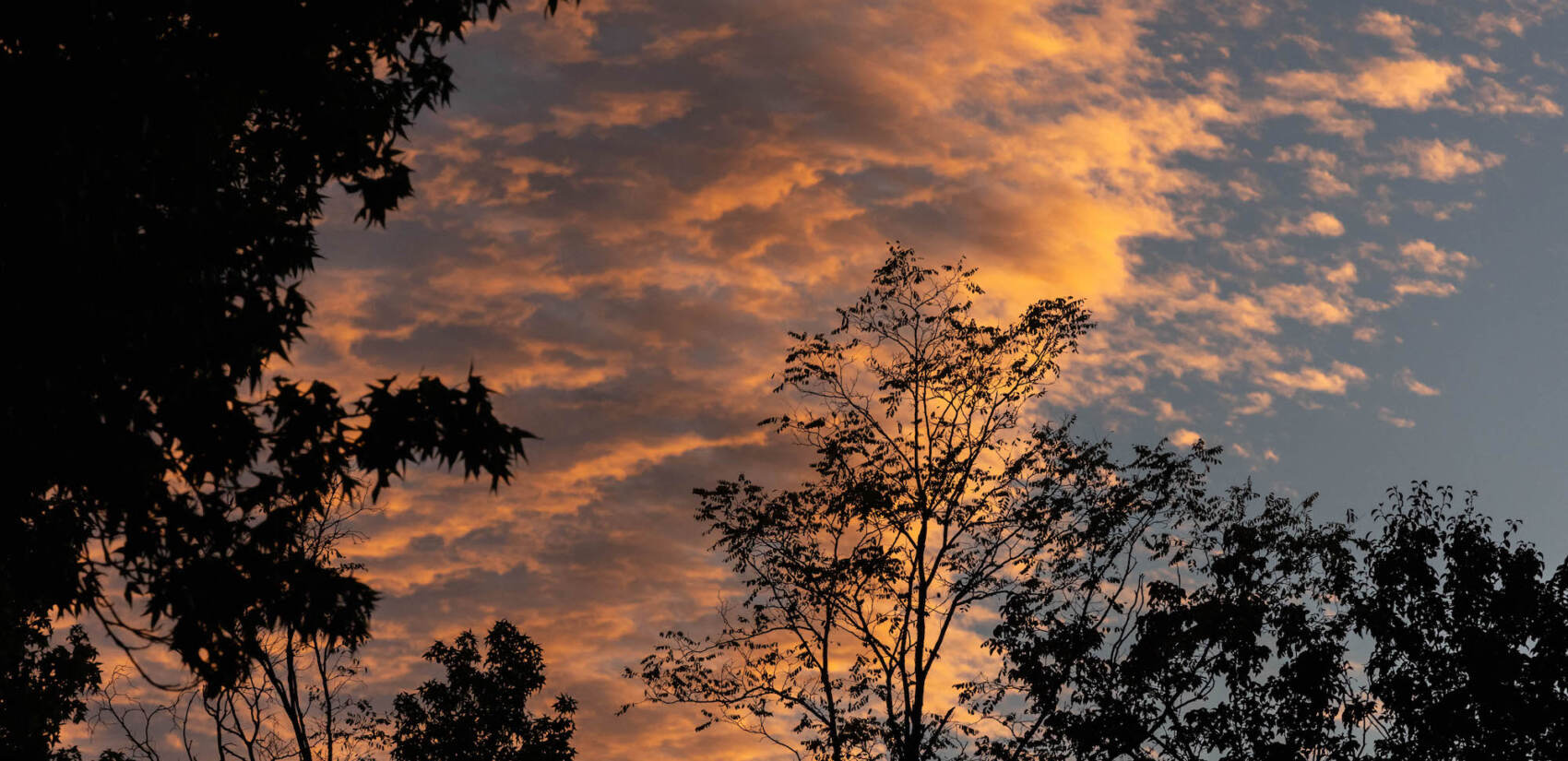 A sunset is seen through the silhouettes of trees.