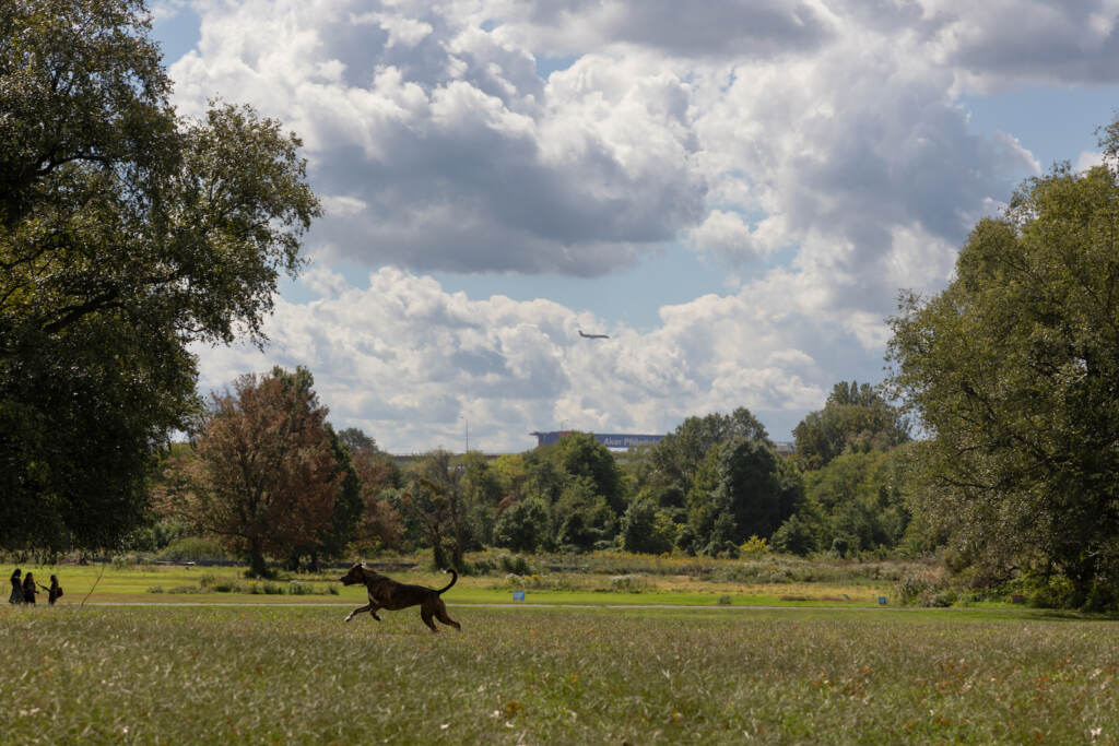The FDR Park Meadowlands in South Philadelphia. (Kimberly Paynter/WHYY) a dog running in a park
