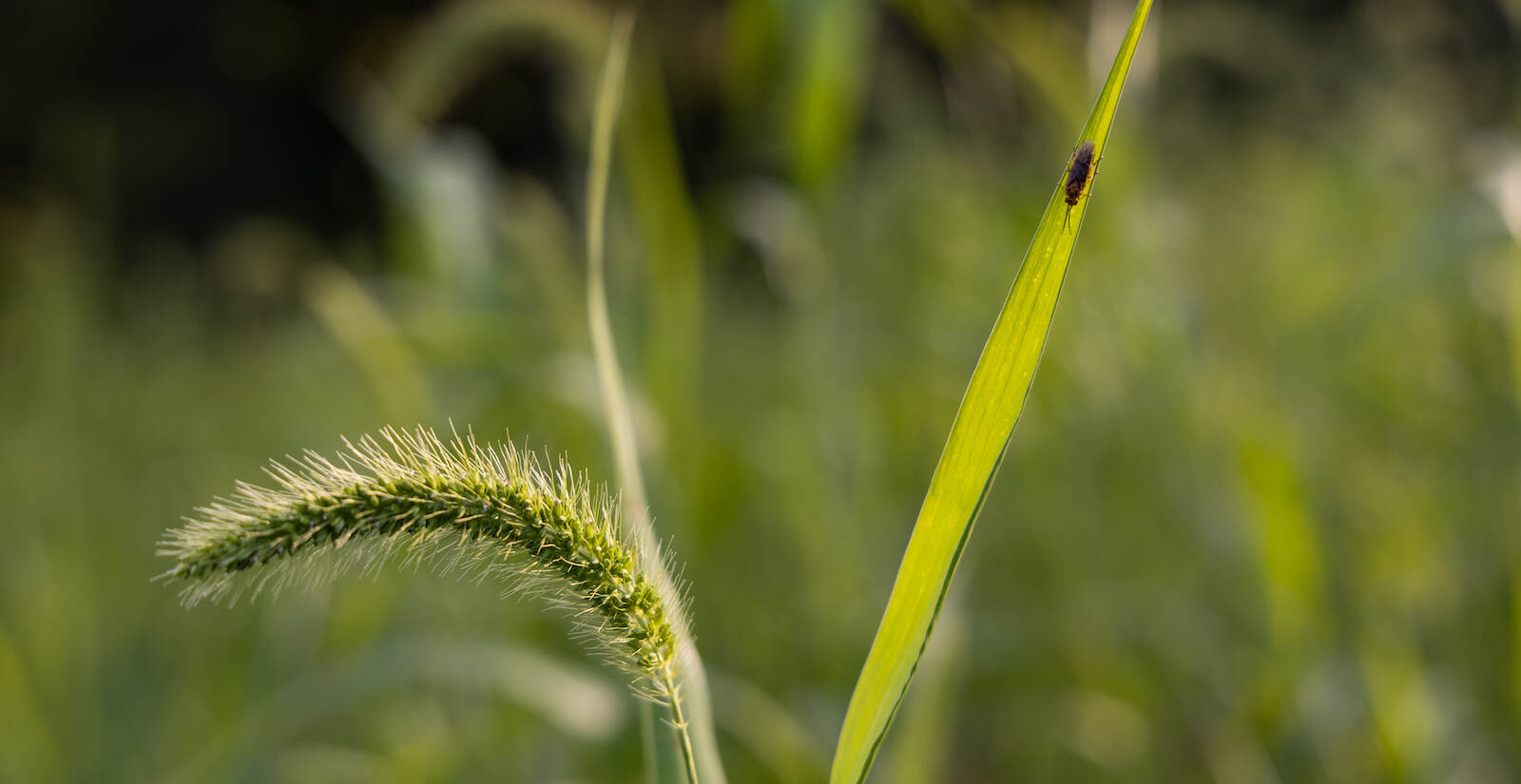 Wildlife big and small depend on preserved lands for survival in developing areas. (Kimberly Paynter/WHYY)