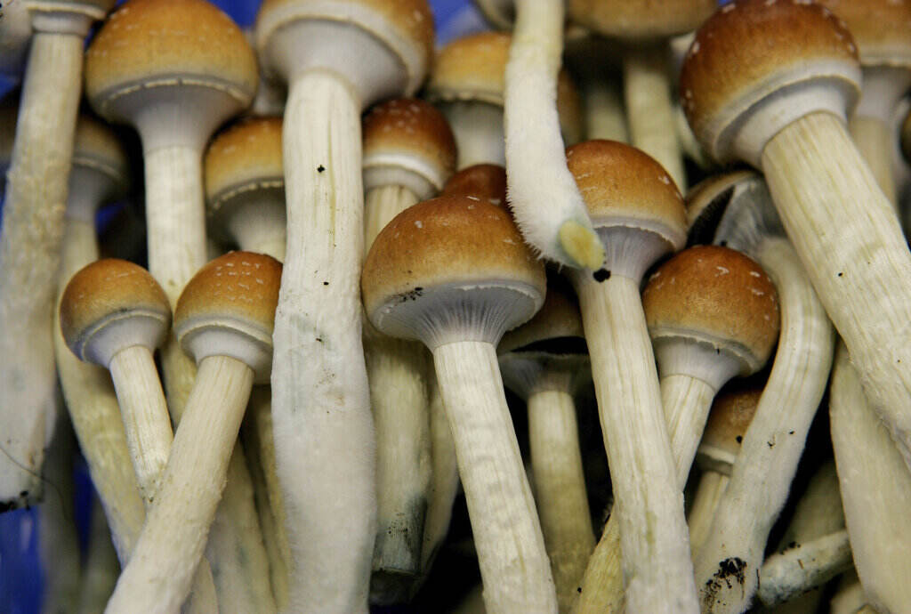 Ann Arbor Decriminalized Magic Mushrooms FILE - in this Aug. 3, 2007, file photo magic mushrooms (AP Photo/Peter Dejong, File)