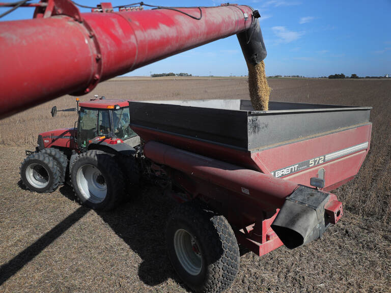Soybeans pour from a combine during harvest in a field in Rippey, Iowa, in 2019.
(Joe Raedle/Getty Images)