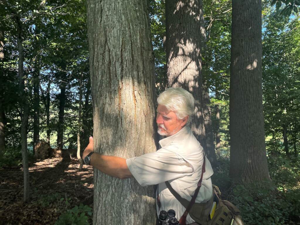 tree hugger Jim White can barely get his long arms around the American chestnut found ina remote part of Coverdale Farm Preserve. (Cris Barrish/WHYY)