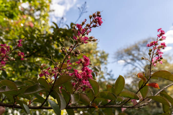 The last blooms of a crepe myrtle tree at Morris Arboretum.