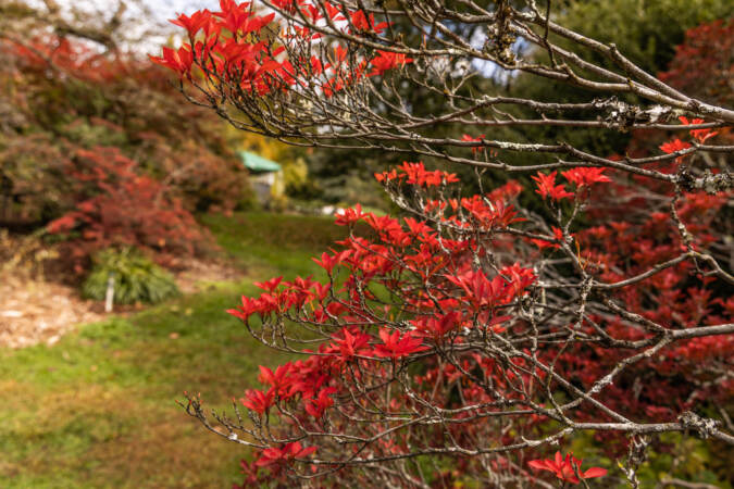 Fall foliage of an enkianthus tree at Morris Arboretum.