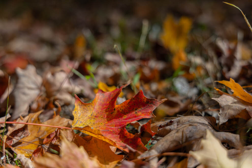 Leaves crunch underfoot at the Morris Arboretum. (Kimberly Paynter/WHYY) Leaves crunch underfoot at the Morris Arboretum.