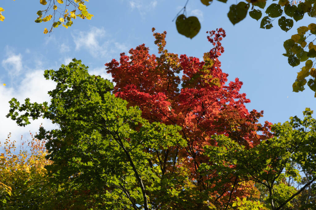 10 19 2022 k paynter japanese maple tree fall foliage at morris arboretum A Japanese maple tree turned bright red at Morris Arboretum.