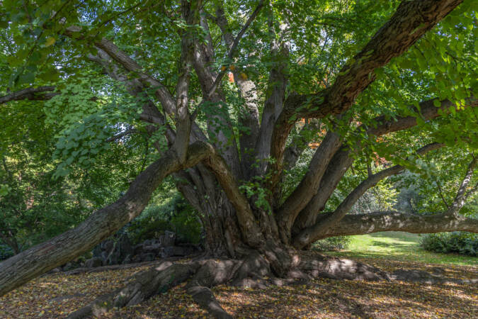A katsura tree