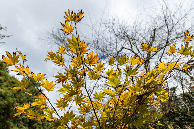 Fall foliage of a moon maple tree at Morris Arboretum.