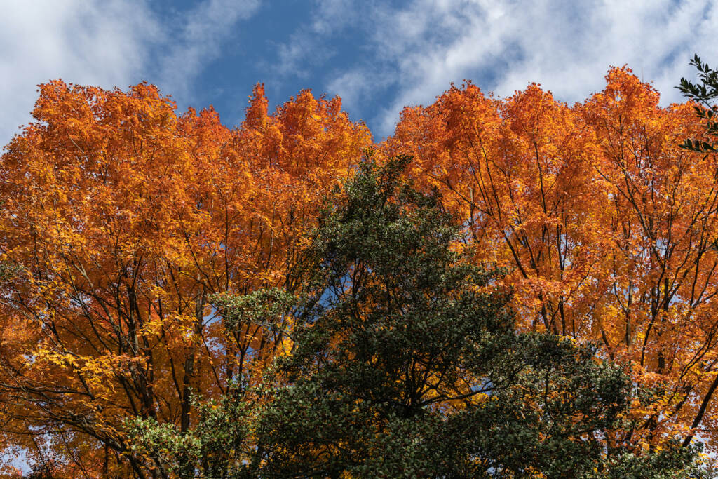 10 19 2022 k paynter sugar maple trees fall foliage at morris arboretum Sugar maple trees at Morris Arboretum in their peak fall glory.