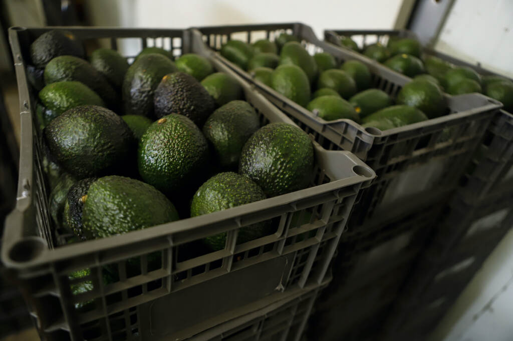 Mexico Avocados Violence Crates of avocados wait to be processed