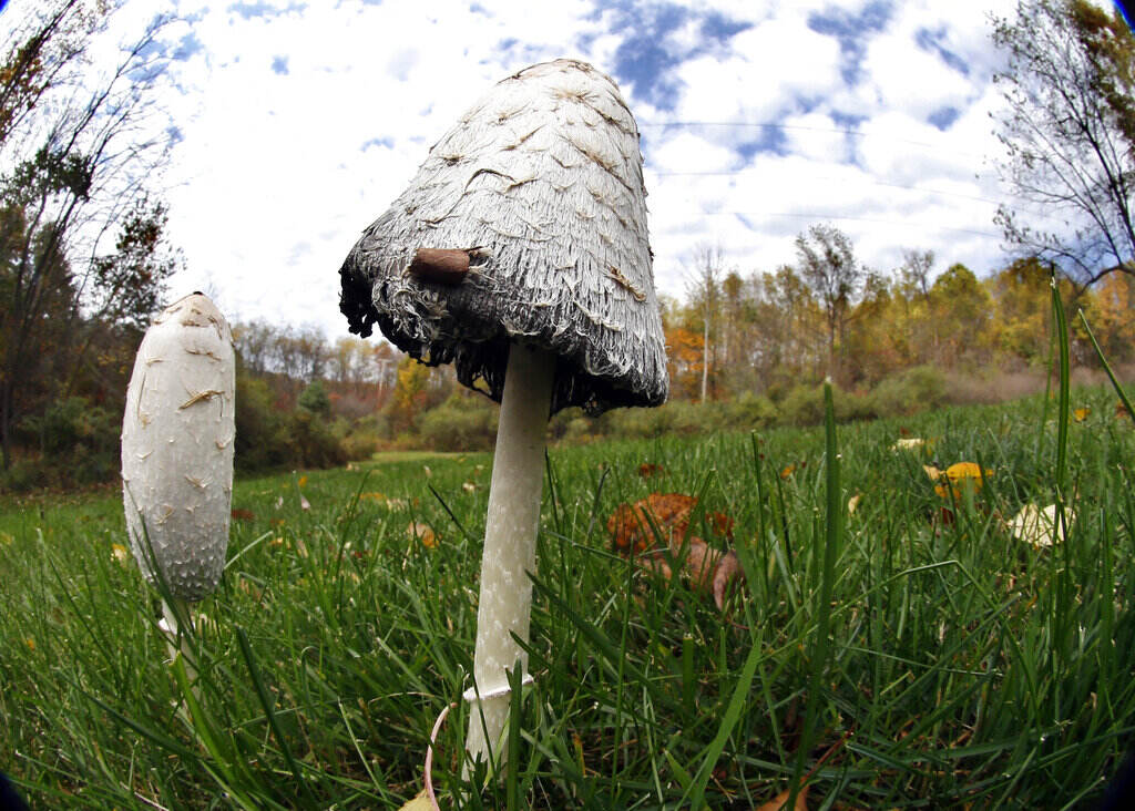 Pennsylvania Daily Life An up-close view of wild mushrooms.