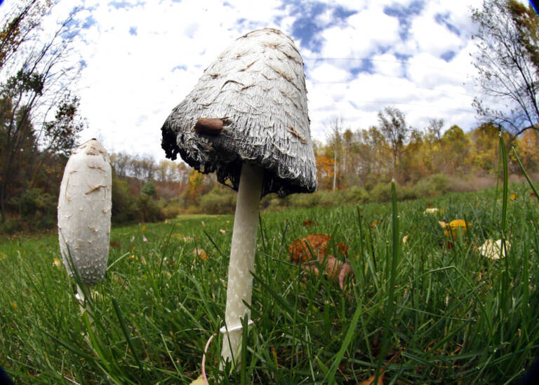 An up-close view of wild mushrooms.