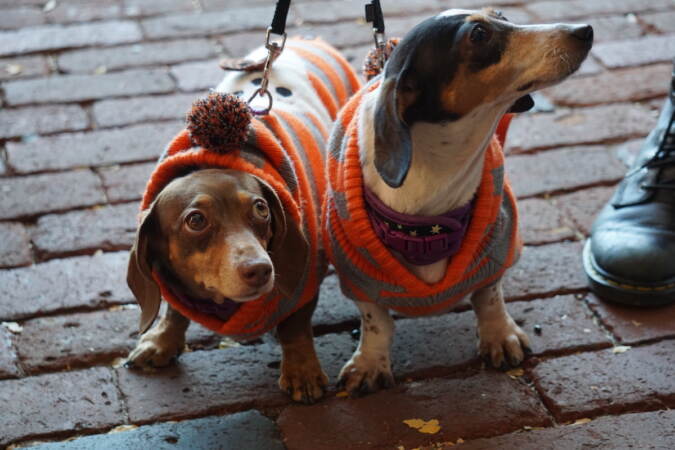 Lola and Lydia got in on the costumes, too. (Sam Searles/WHYY)