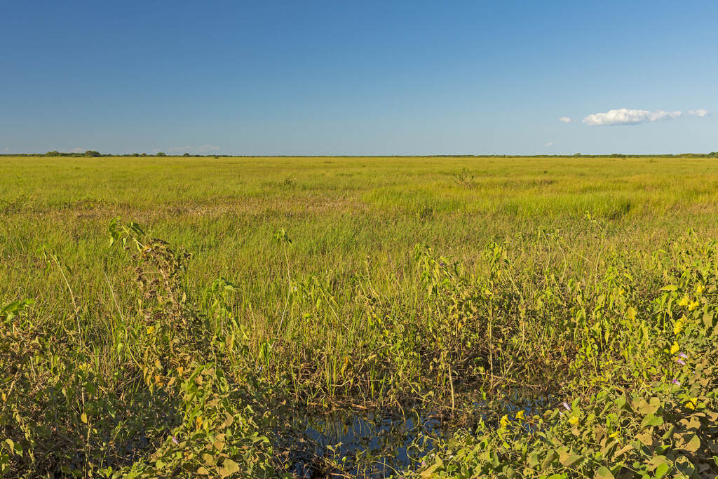Looking Out Over The Grasslands Of The Pantanal In Brazil Looking out over the grasslands of the Pantanal in Brazil
